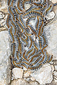 Pine Processionary (Thaumetopoea pityocampa) caterpillars gathering on the ground during pupation, Bouches-du-Rhone, France