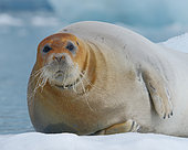 Bearded seal (Erignathus barbatus) resting on ice in Spitsbergen, Svalbard Archipelago