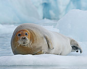 Bearded seal (Erignathus barbatus) resting on ice in Spitsbergen, Svalbard Archipelago