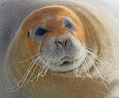Bearded seal (Erignathus barbatus) resting on ice in Spitsbergen, Svalbard Archipelago