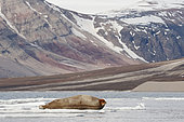 Bearded seal (Erignathus barbatus) resting on ice in Spitsbergen, Svalbard Archipelago