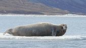 Bearded seal (Erignathus barbatus) resting on ice in Spitsbergen, Svalbard Archipelago