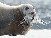 Bearded seal (Erignathus barbatus) resting on ice in Spitsbergen, Svalbard Archipelago