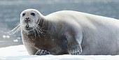 Bearded seal (Erignathus barbatus) resting on ice in Spitsbergen, Svalbard Archipelago