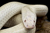 Albino sunbeam snake (Xenopeltis unicolor)
