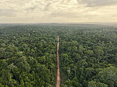 Amazone rainforest road, Guiana Shield, Surinam