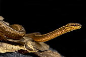 Asian mock viper (Psammodynastes pulverulentus)