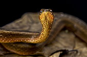 Asian mock viper (Psammodynastes pulverulentus)