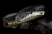 Black ratsnake (Pantherophis obsoletus obsoletus)