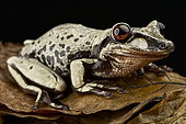 Bruno's casque-headed frog (Aparasphenodon brunoi)