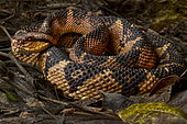 Bushmaster (Lachesis muta)
