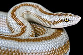 Coastal Rosy Boa (Lichanura trivirgata saslowi)