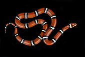Coastal plains milksnake (Lampropeltis triangulum "temporalis")