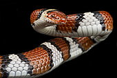 Coastal plains milksnake (Lampropeltis triangulum "temporalis")