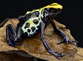 Dying Dart frog (Dendrobates tinctorius) "Robertus"