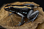 Golfodulcean poison-arrow frog (Phyllobates vittatus)