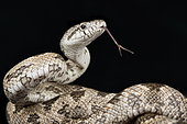 Gray ratsnake (Pantherophis spiloides)