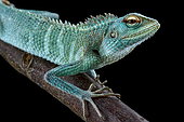 Green forest lizard (Calotes calotes)