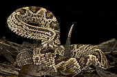 Guianan Rattlesnake (Crotalus durissus durissus)