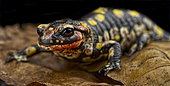 Monchique Fire Salamander (Salamandra salamandra crespoi)