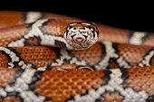 Red milk snake (Lampropeltis triangulum syspila)