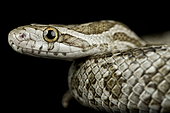 Southern Plains Ratsnake (Pantherophis emoryi meahllmorum)