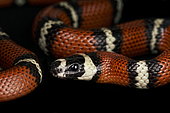 Stuart's Milk Snake (Lampropeltis triangulum stuarti)