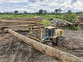 Transport of tropical hardwood, Apoera, Sipaliwini, Suriname