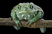 Waxy monkey leaf frog (Phyllomedusa sauvagii)