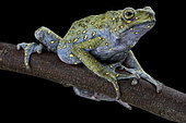Yellow-spotted tree toad (Rentapia flavomaculata)