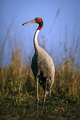 Sarus crane (Antigone antigone) on ground, Keoladeo, India