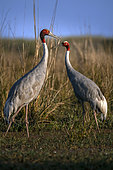 Sarus cranes (Antigone antigone) on ground, Keoladeo, India