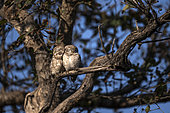 Spotted owlet (Athene brama) pair on a branch, Bharatpur, Keoladeo Ghana National Park, Rajastan, India
