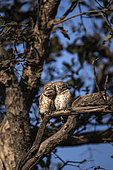Spotted owlet (Athene brama) pair on a branch, Bharatpur, Keoladeo Ghana National Park, Rajastan, India