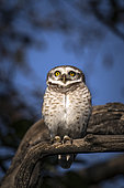 Spotted owlet (Athene brama) on a branch, Bharatpur, Keoladeo Ghana National Park, Rajastan, India