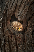Spotted owl (Athene brama) hiding in a trunk, Bharatpur, Keoladeo Ghana National Park, Rajastan, India