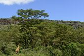 Rothschild's giraffe or Baringo giraffe or Ugandan giraffe (Giraffa camelopardalis rothschildi). One of the most endangered giraffe subspecies, with only a few hundred individuals in the wild. Interestingly, they have 3 horns. Lake Nakuru. Nakuru. Great Rift Valley. Kenya