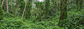 Forest interior. Bwindi Impenetrable Forest. Uganda
