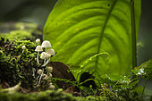 Forest interior. Bwindi Impenetrable Forest. Uganda