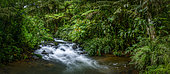 Mountain river. Forest interior. Bwindi Impenetrable Forest. Uganda