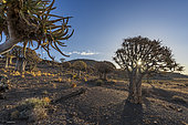 Quiver tree or kokerboom (Aloidendron dichotomum, prev. Aloe dichotoma). Gannabos, near Nieuwoudtville. Northern Cape. South Africa.