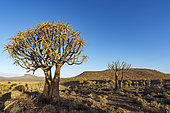 Quiver tree or kokerboom (Aloidendron dichotomum, prev. Aloe dichotoma). Gannabos, near Nieuwoudtville. Northern Cape. South Africa.