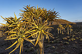 Quiver tree or kokerboom (Aloidendron dichotomum, prev. Aloe dichotoma). Gannabos, near Nieuwoudtville. Northern Cape. South Africa.