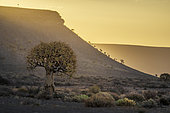 Quiver tree or kokerboom (Aloidendron dichotomum, prev. Aloe dichotoma). Gannabos, near Nieuwoudtville. Northern Cape. South Africa.