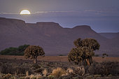 Quiver tree or kokerboom (Aloidendron dichotomum, prev. Aloe dichotoma) and moonrise. Gannabos, near Nieuwoudtville. Northern Cape. South Africa.