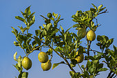 Lemons on a lemon tree against a blue sky. Western Cape. South Africa.