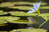 Clicking Stream (river) Frog (Strongylopus grayii) and blue water lily or Cape water lily (Nymphaea nouchali) at Harold Porter Botanical Garden. Betty's (Bettys) Bay. Whale Coast. Overberg. Western Cape. South Africa.