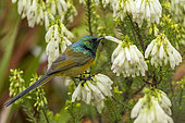 An orange-breasted sunbird (Anthobaphes violacea) feeding on nectar on a Nine-pin heath or rooiklossieheide (Erica mammosa). Betty's (Bettys) Bay. Whale Coast. Overberg. Western Cape. South Africa.
