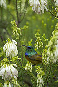 An orange-breasted sunbird (Anthobaphes violacea) feeding on nectar on a Nine-pin heath or rooiklossieheide (Erica mammosa). Betty's (Bettys) Bay. Whale Coast. Overberg. Western Cape. South Africa.
