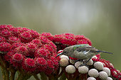 Southern double-collared sunbird or lesser double-collared sunbird (Cinnyris chalybeus) juvenile feeding on nectar on a Red kolkol or rooistompie (Berzelia stokoei or Brunia stokoei) Betty's (Bettys) Bay. Whale Coast. Overberg. Western Cape. South Africa.